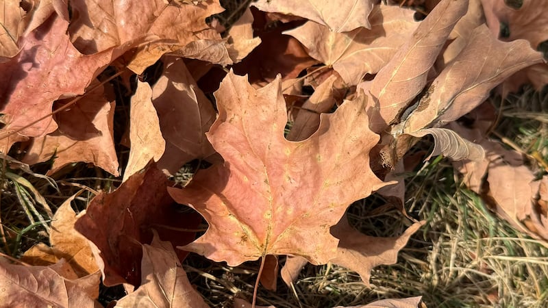 Dry leaves coat the ground at Veterans Memorial Park in Lyndonville